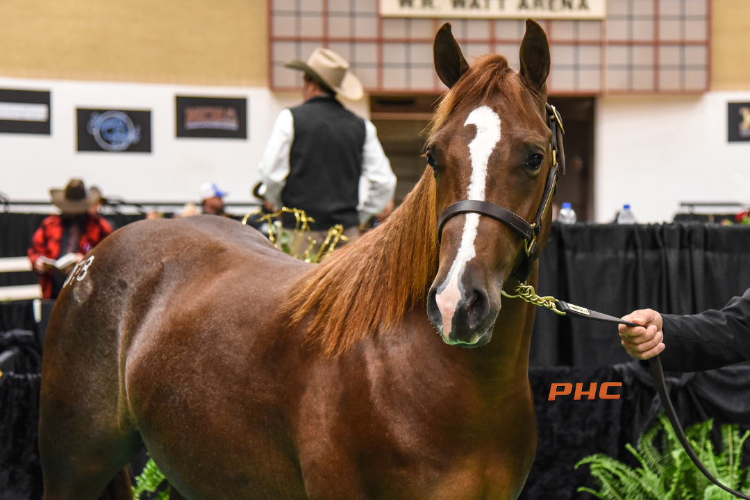 2021 NCHA Futurity Sales The trail is blazed